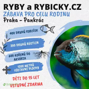 12.5.2024 Ryby a rybičky - největší akvaristická burza v Čechách s dlouholetou tradicí