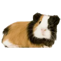 Prodám 