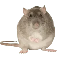 Potkany
