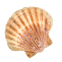 Rak modrý Cherax quadricarinatus