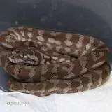 Morelia spilota mcdowelli - Pure coastal carpet pythons