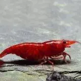 Neocaridina - bloody mary