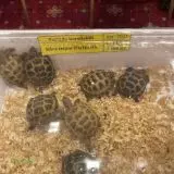 Testudo horsfieldii-želva čtyřprstá
