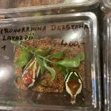 Cronopphina derbyana layardii