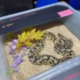 Prodej hadů 
