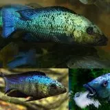 Fossorochromis rostratus