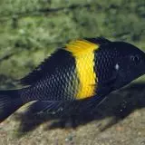 Tropheus Kiriza