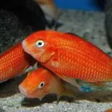 Tropheus red bishop