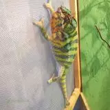 chameleon pardálí, terárium