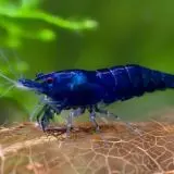 Neocaridina - blue dream, akce 10+1