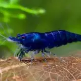 Neocaridina - blue dream akce 10+1