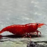 Neocaridina - bloody mary akce 10+1