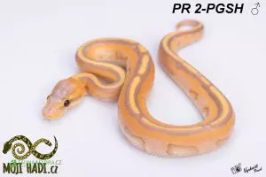 Python regius / Krajta královská