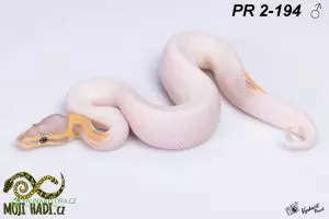 Python regius / Krajta královská - Piebald - 16.12. Praha 17.12. České Budějovice