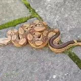 Boa imperator - Hypo Aztec Red Pastel het Sharp Albino