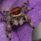 Phidipus regius Everglades - skákavka královská 