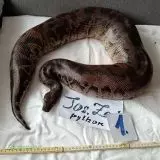 Prodám Python curtus curtus