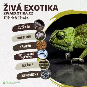 ŽIVÁ EXOTIKA 16.11.2024 - Nejznámější mezinárodní trhy exotických zvířat a rostlin v Čechách!