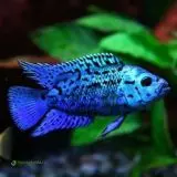 Rocio octofasciata Jack Dempsey Blue Electric