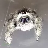 Skákavky Phidippus Regius Bahamas !!! Akcia !!!