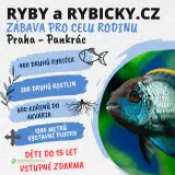 Ryby a rybičky 12.7.2026 - Největší akvaristická burza v Čechách s dlouholetou tradicí