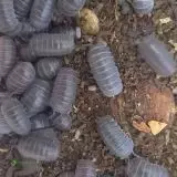 Armadillium officinalis 
