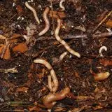 Mnohonožky Spirostreptus spec. 1 