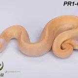 Krajta královská - Python regius - Mláďata 2023 