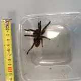 Sklípkani a strašilky