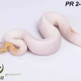 Krajta královská - Python regius - Mláďata 2023 