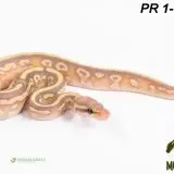 Krajta královská - Python regius - Mláďata 2024