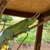  Trioceros Jacksonii Xantholophus