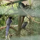 Kraska červenozobá