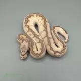 Krajta královská python regius 2024 Adult