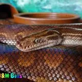 Epicrates cenchria crassus – Paraguayan Rainbow Boa