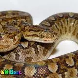 Epicrates cenchria alvarezi - Argentine Rainbow Boa