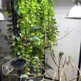 Chameleon jemenský 