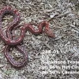 Sunkissed Tessera (ph Cinder, Caramel, Hypo)