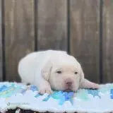 Štenata Labrador Cistokrevná