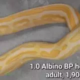 Krajta královská Adult a subadult 