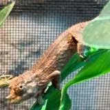 Trioceros jacksonii xantholophus.  7 mláďat co mám a nechci :-)  více o chovu na www.trioceros.cz 