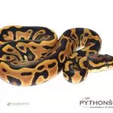 NOVĚ SNÍŽENÉ CENY !!! - Krajta královská (python regius)