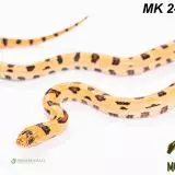 MAGMAKING - korálovka - Lampropeltis