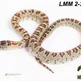 Lampropeltis mexicana mexicana - Korálovka mexická 2024
