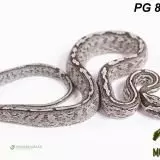 Užovka červená - Pantherophis guttatus mláďata 2024