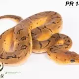 Krajta královská - Python regius