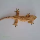 pagekon řasnatý