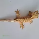 pagekon řasnatý