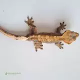 pagekon řasnatý 