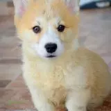Welsh corgi pembroke štěňata na prodej